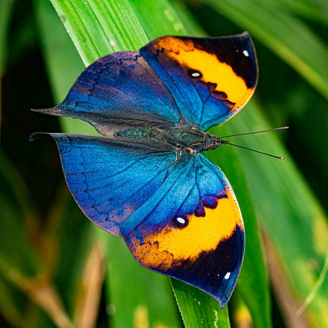 Nature's Messengers and Animal Ambassadors (image credits: unsplash)