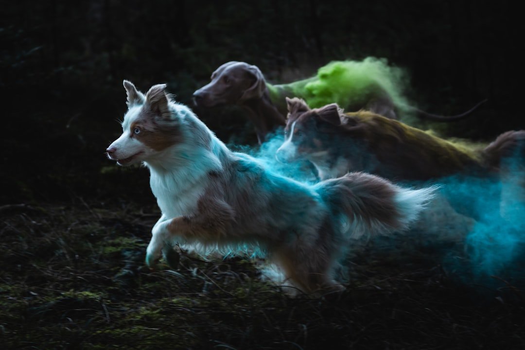 How Cats and Dogs Leave Behind Little Signs After They've Crossed the Rainbow Bridge