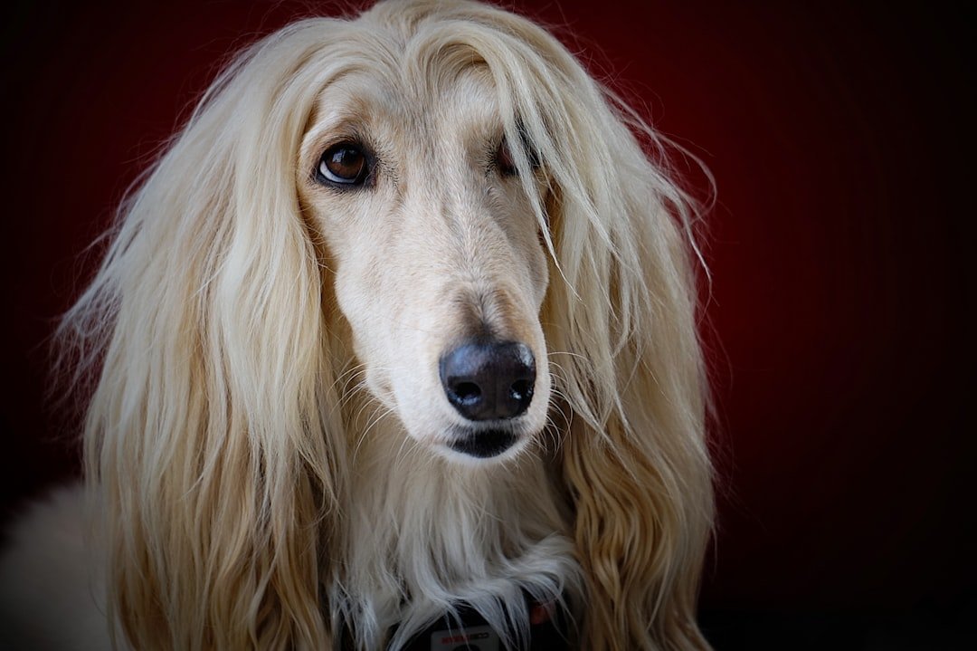The Aristocratic Afghan Hound (image credits: unsplash)
