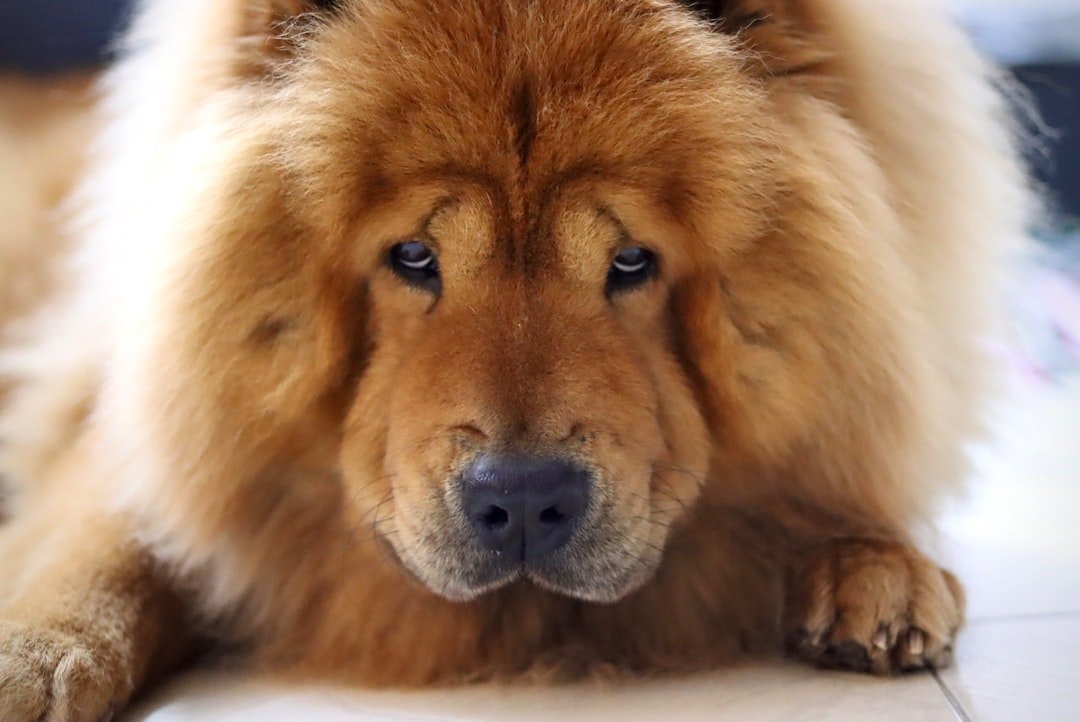 The Fluffy Teddy Bear Chow Chow (image credits: unsplash)