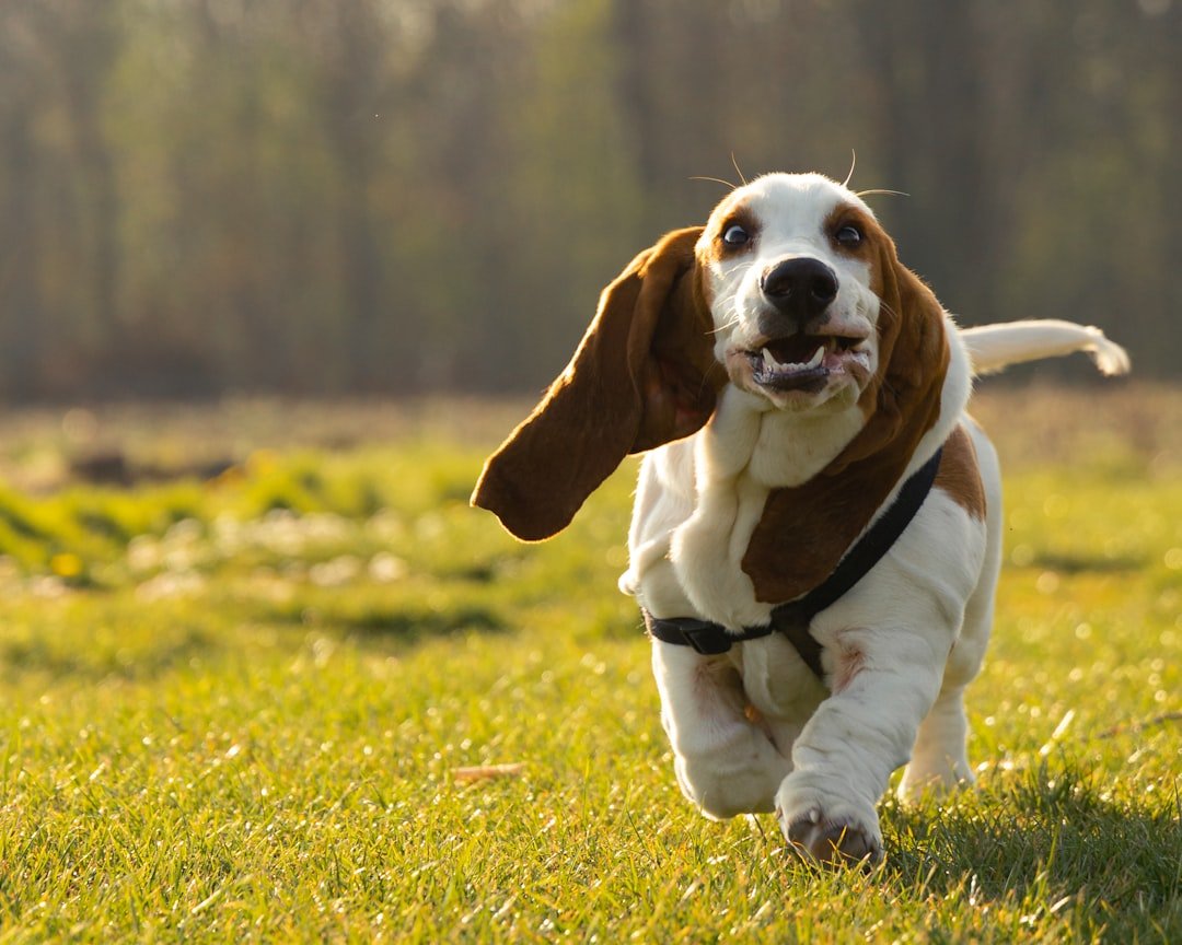 The Droopy-Eared Basset Hound (image credits: unsplash)