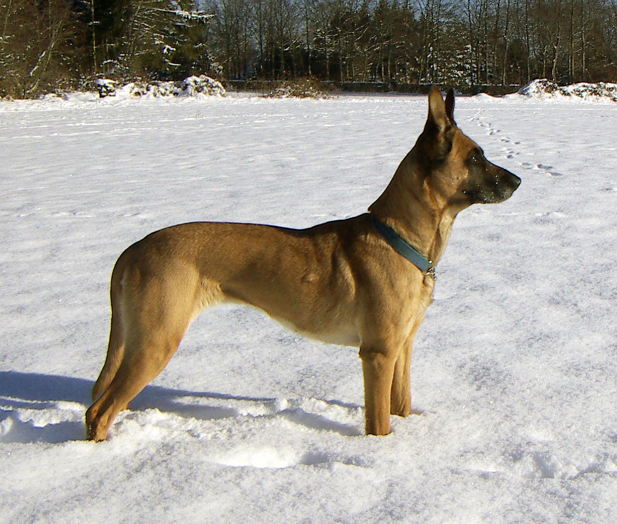 Belgian Malinois: The Athletic Defenders (image credits: wikimedia)