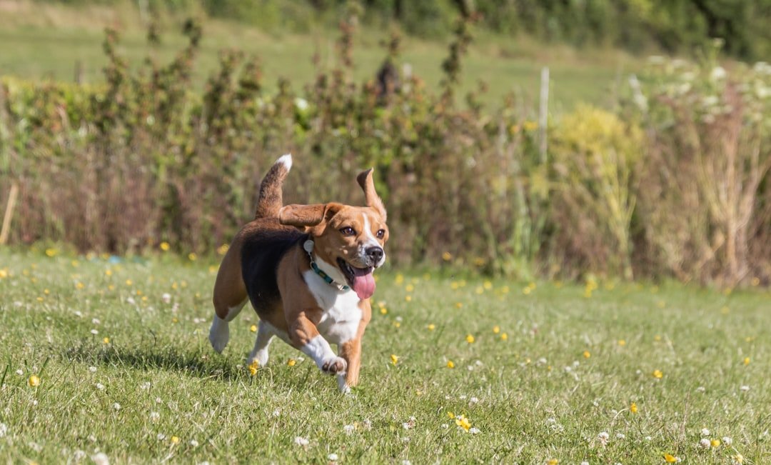 Their Exercise Needs Can Exhaust Even Active Owners (image credits: unsplash)