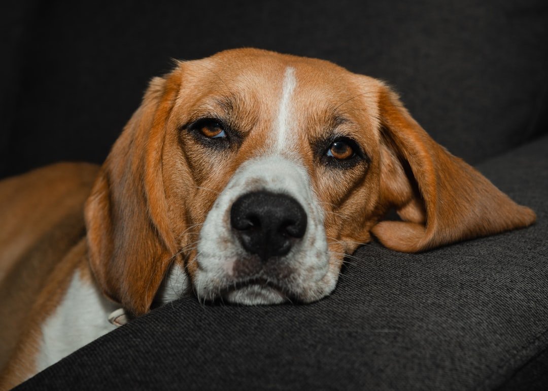 Separation Anxiety That Can Drive You (and Your Neighbors) to Distraction (image credits: unsplash)