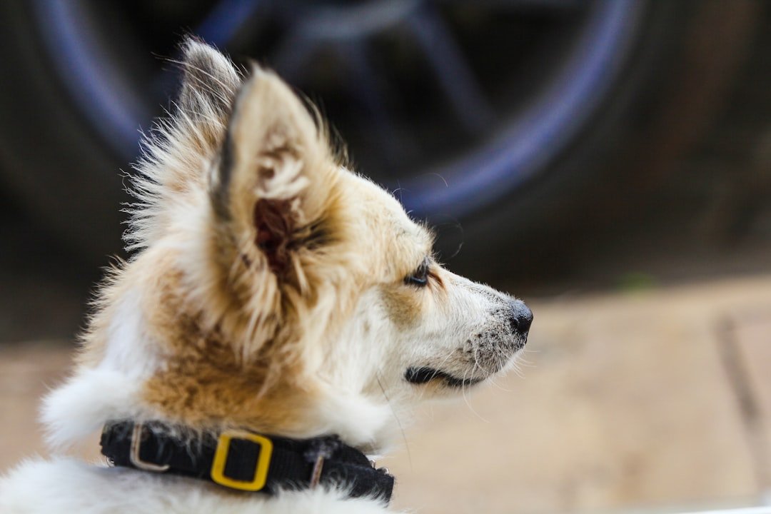 Why Punishment-Based Methods Actually Harm Your Bond (image credits: unsplash)
