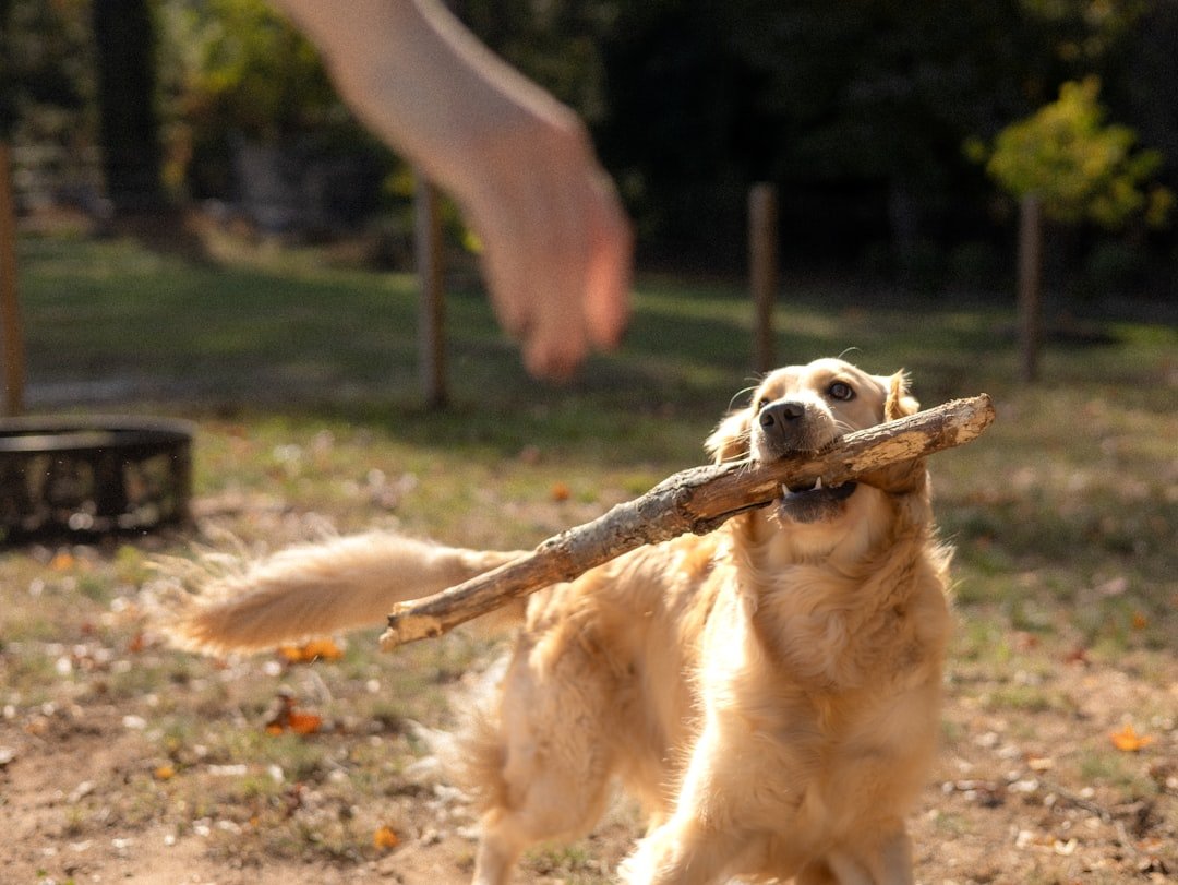 Building Trust Through Interactive Play and Games (image credits: unsplash)