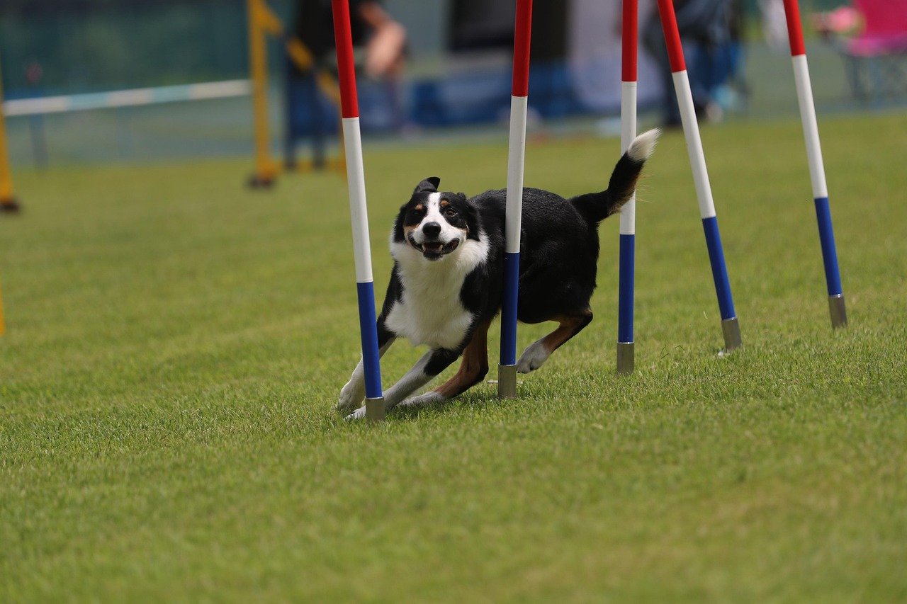 Champions of Dog Sports and Activities (image credits: pixabay)