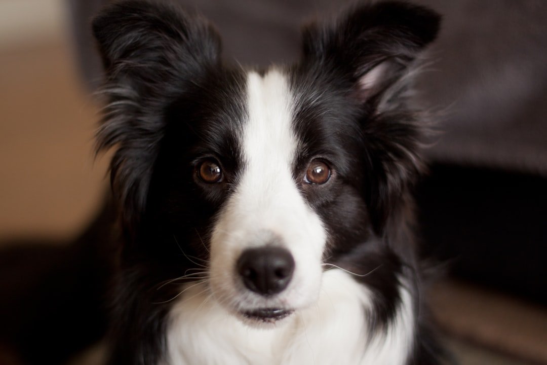 Conclusion: More Than Just a Farm Dog (image credits: unsplash)
