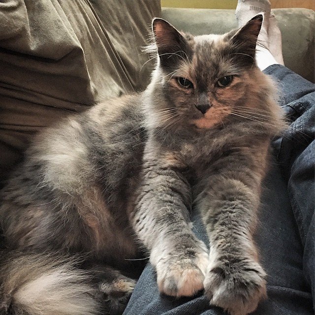 Kneading You With Their Razor-Sharp Claws (image credits: flickr)