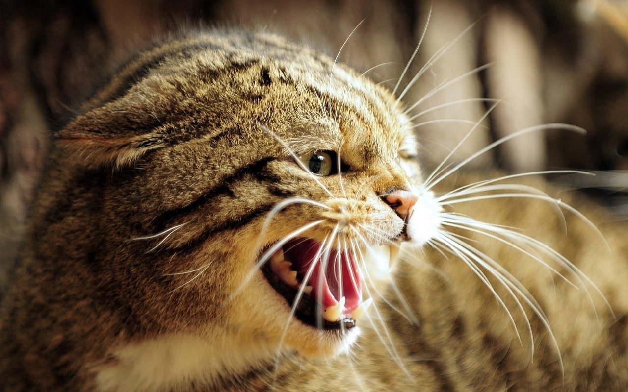 Chattering Their Teeth Like They're Planning Something Sinister (image credits: pixabay)