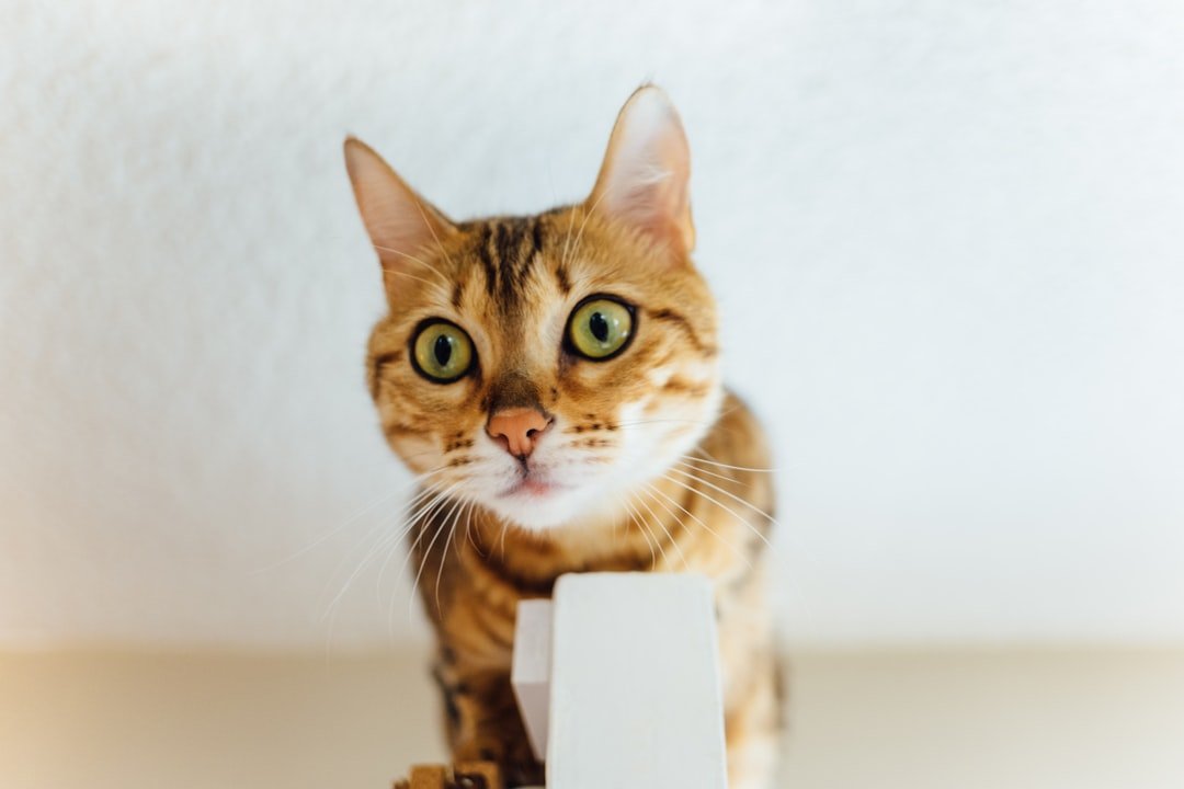 The Classic Loaf Position With Unblinking Surveillance (image credits: unsplash)