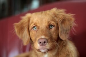 Nova Scotia Duck Tolling Retriever: Adventure Buddies with Balance