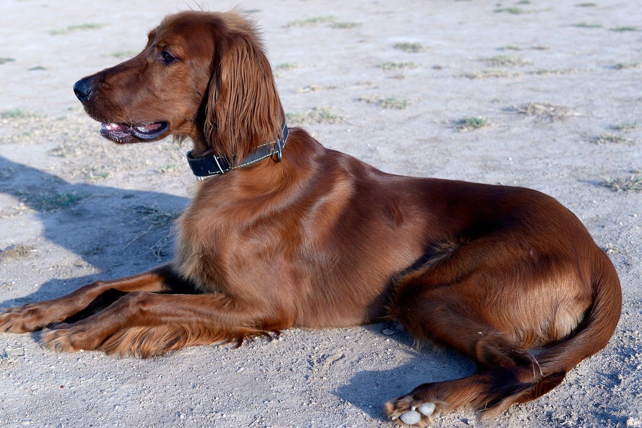 Irish Setter: Exuberant Hearts with Respectful Boundaries (image credits: pixabay)