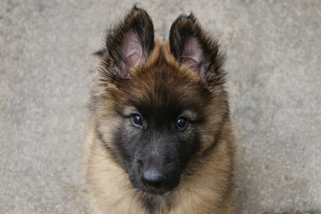 Belgian Tervuren: The Watchful Guardian (image credits: unsplash)