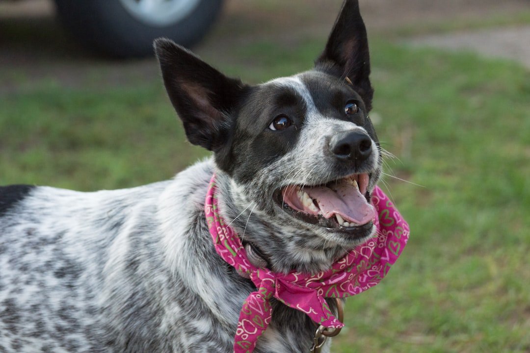 Australian Cattle Dog: The Working Partner (image credits: unsplash)