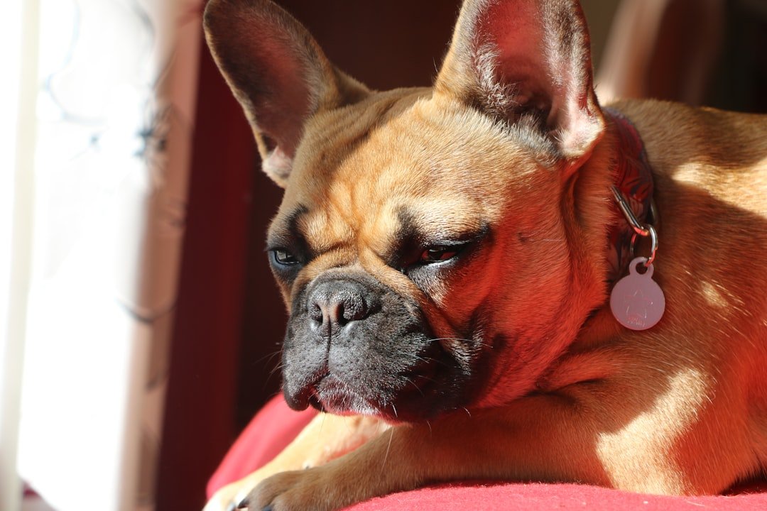 French Bulldog: The Quiet Clown (image credits: unsplash)