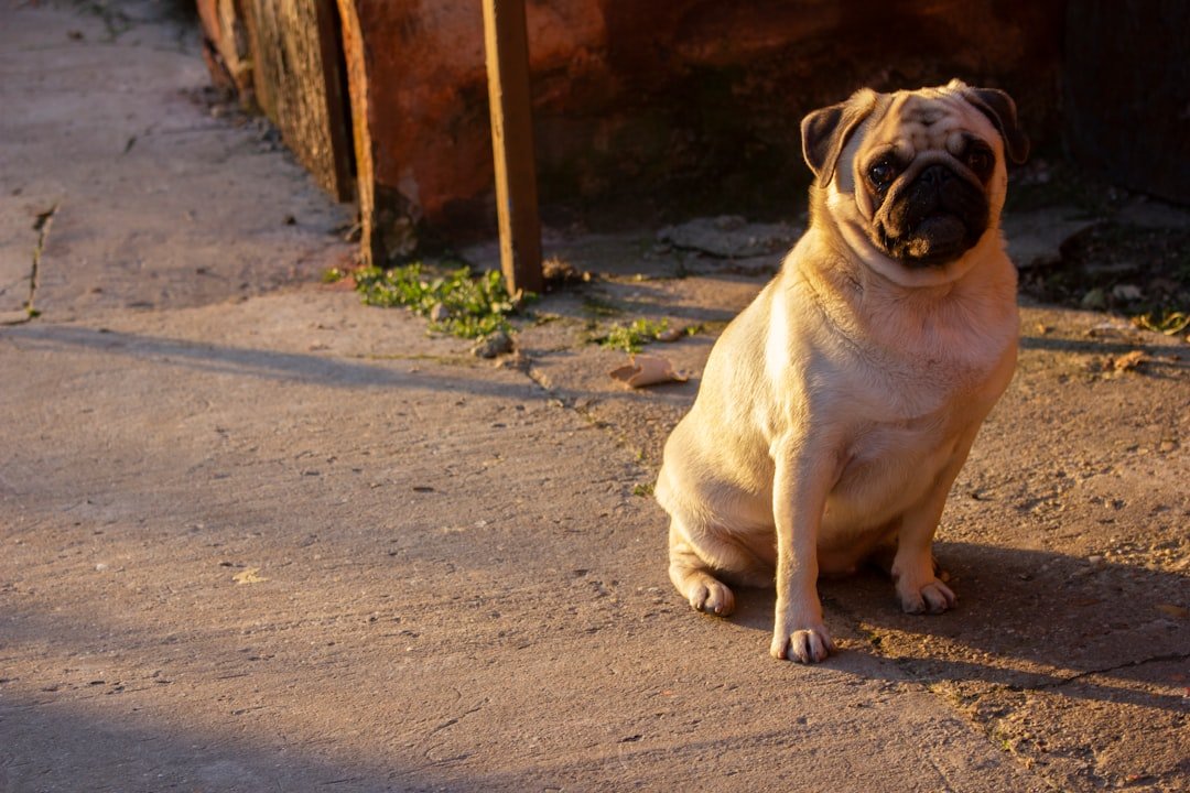 Pug: The Wrinkled Philosopher (image credits: unsplash)