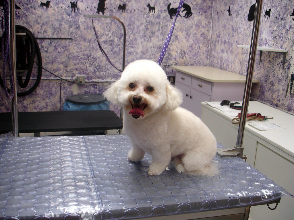 Bichon Frise: The Cheerful Cotton Ball (image credits: flickr)