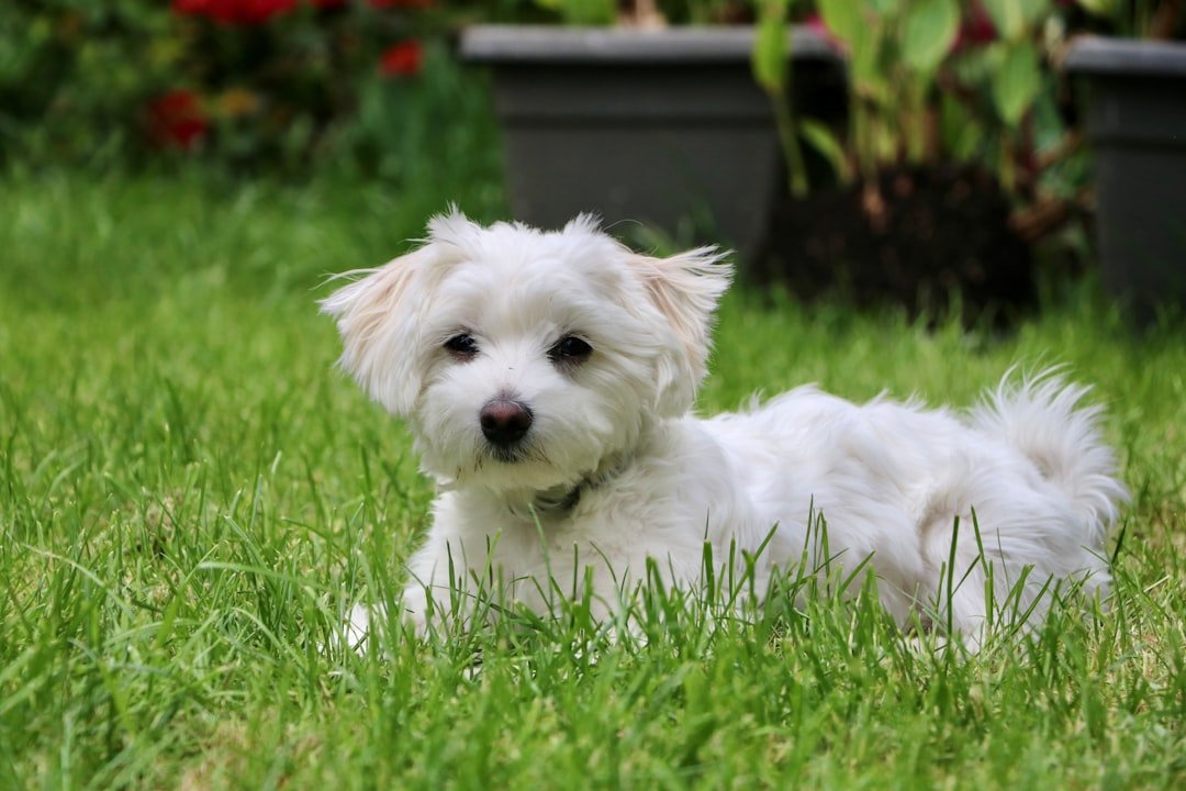 Maltese: The Floating Aristocrat (image credits: unsplash)