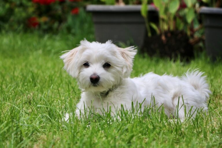 10 Small Dog Breeds That Don't Give off That Yappy Dog Vibe