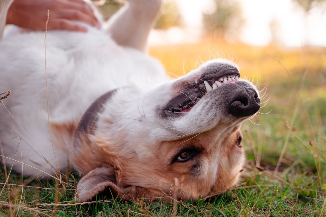 They Show You Their Belly (image credits: unsplash)