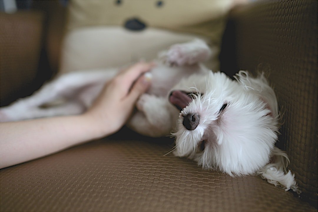 The Gentle Art of Touch and Massage (image credits: unsplash)