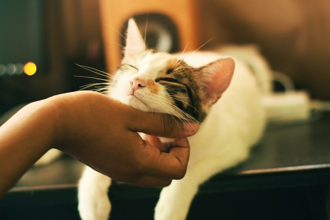 Physical Touch: Proceeding with Feline Wisdom (image credits: unsplash)