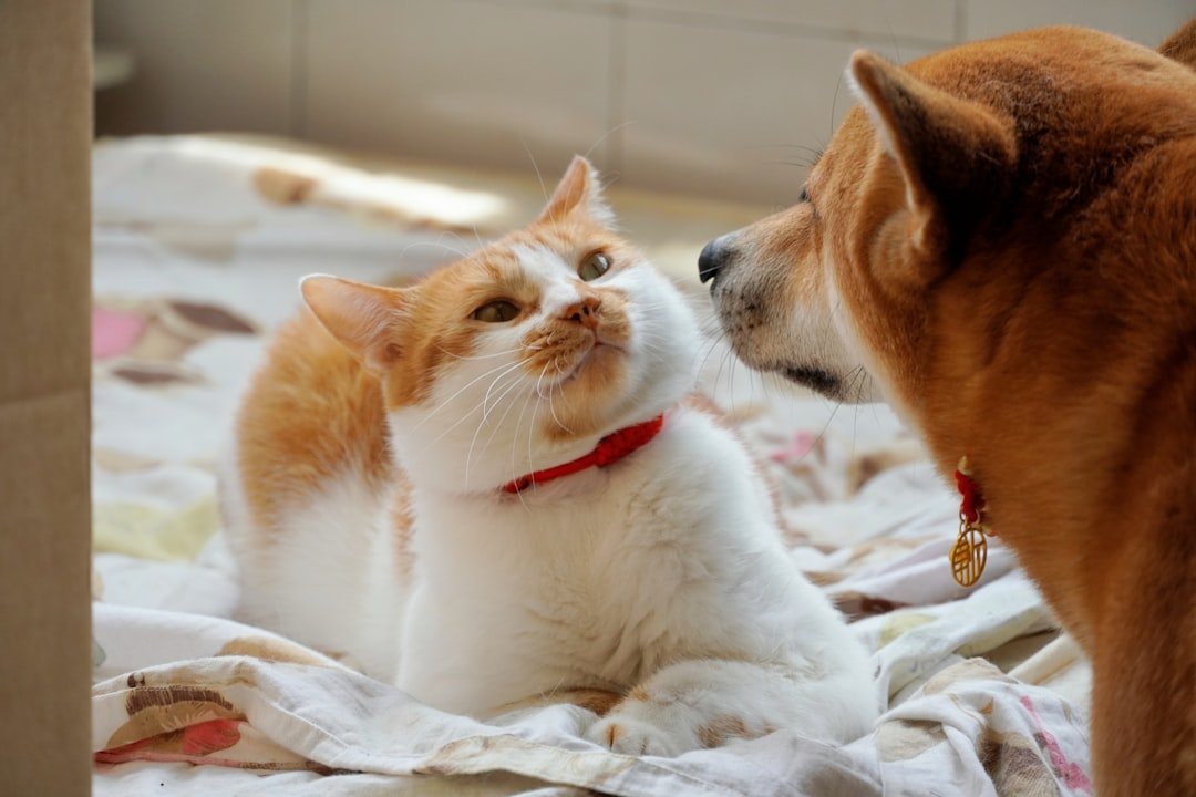 Their Social Needs Are Completely Different (image credits: unsplash)