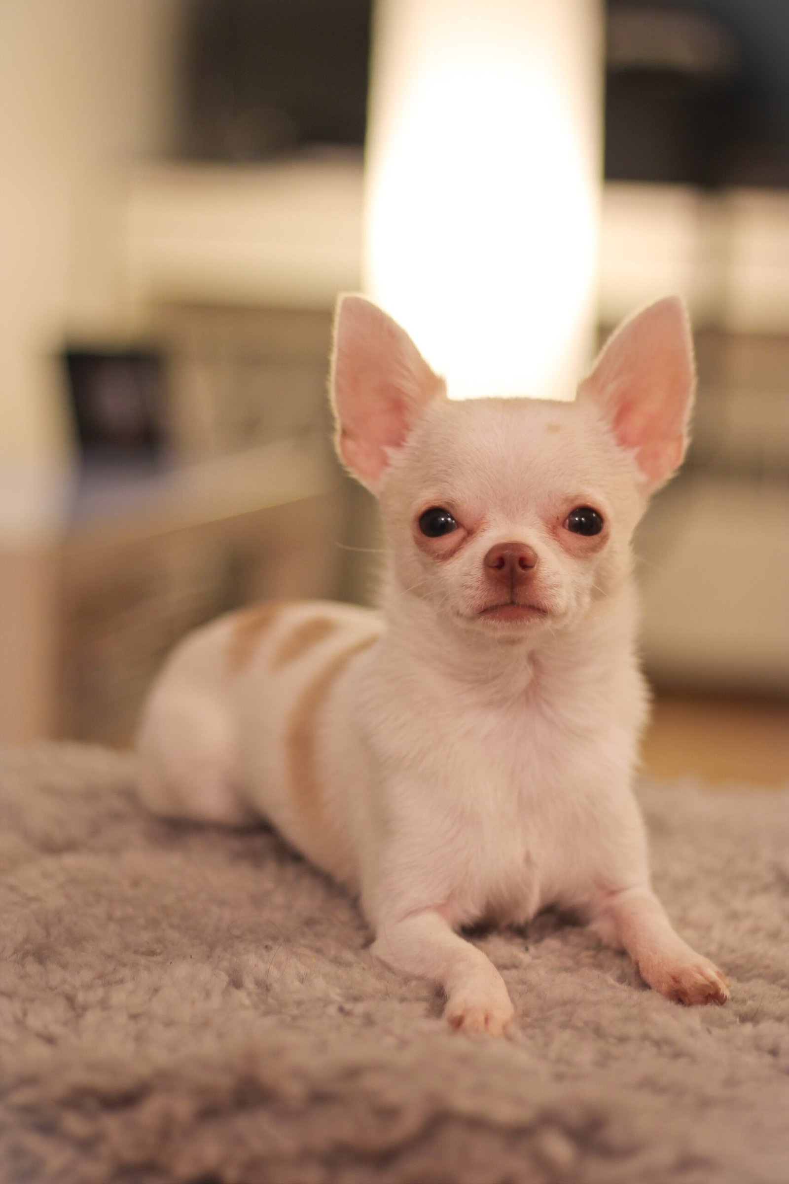 Loyalty That Puts Other Breeds to Shame (image credits: wikimedia)