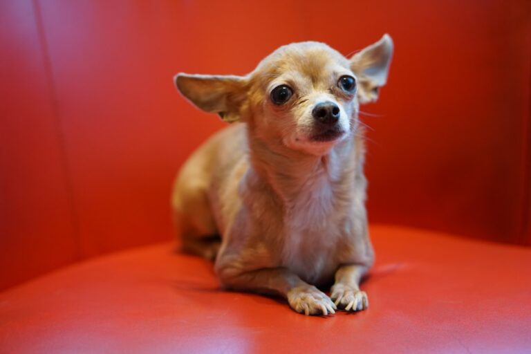 10 Reasons Why Chihuahuas Are the Most Underrated Dog Breed (But Perfect For City Life)