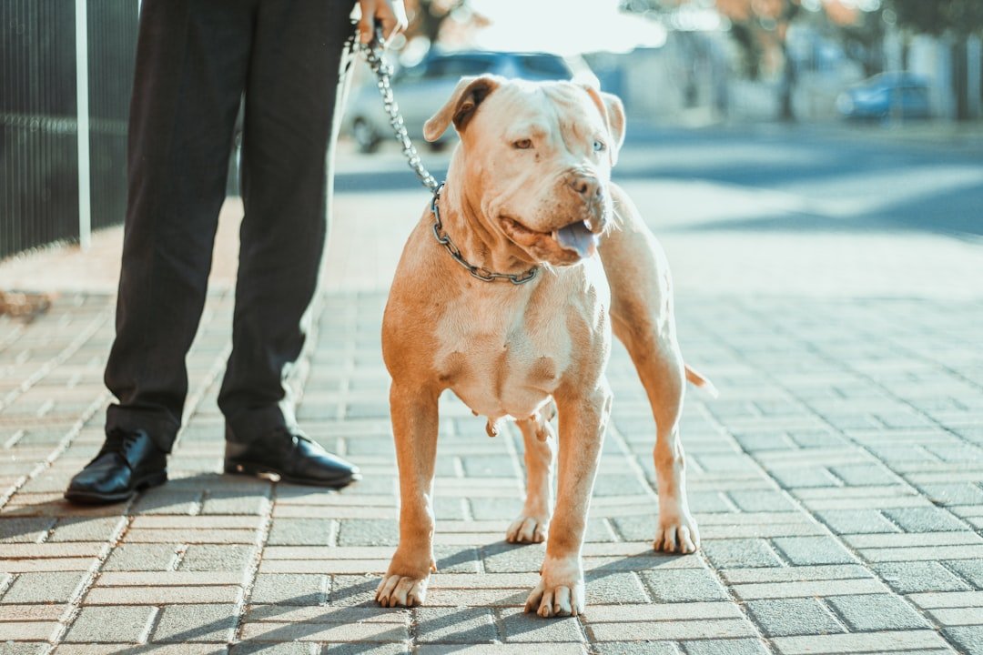 American Pit Bull Terrier - Pure Determination in Compact Form (image credits: unsplash)