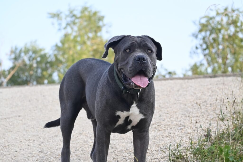 Cane Corso - The Italian Stallion of Guard Dogs