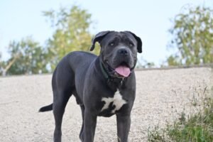Cane Corso - The Italian Stallion of Guard Dogs