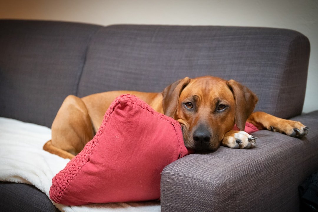 Their Body Language Becomes Completely Relaxed (image credits: unsplash)