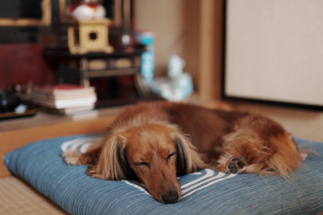 They Sleep More Deeply and Dream Peacefully (image credits: unsplash)