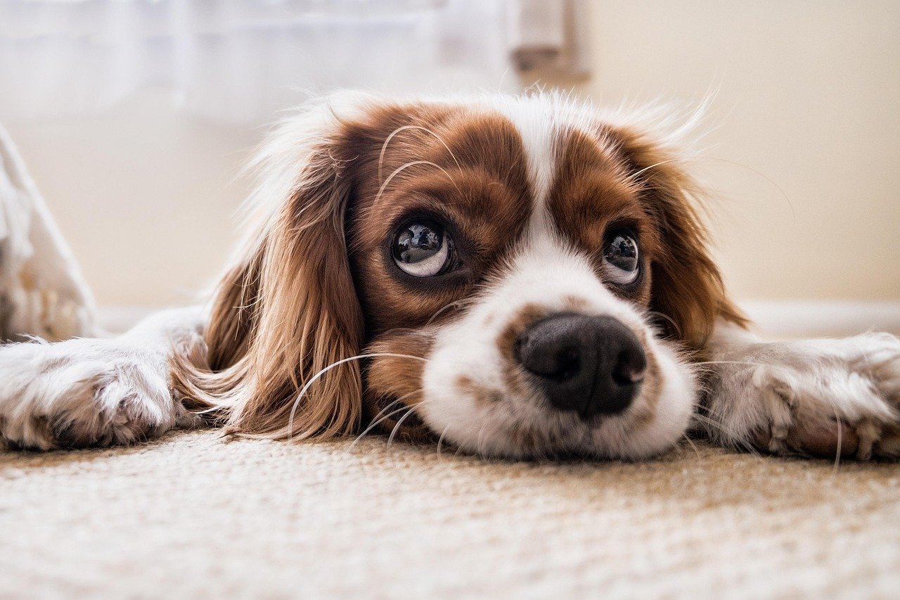 Their Ears Relax Into Natural Positions (image credits: pixabay)