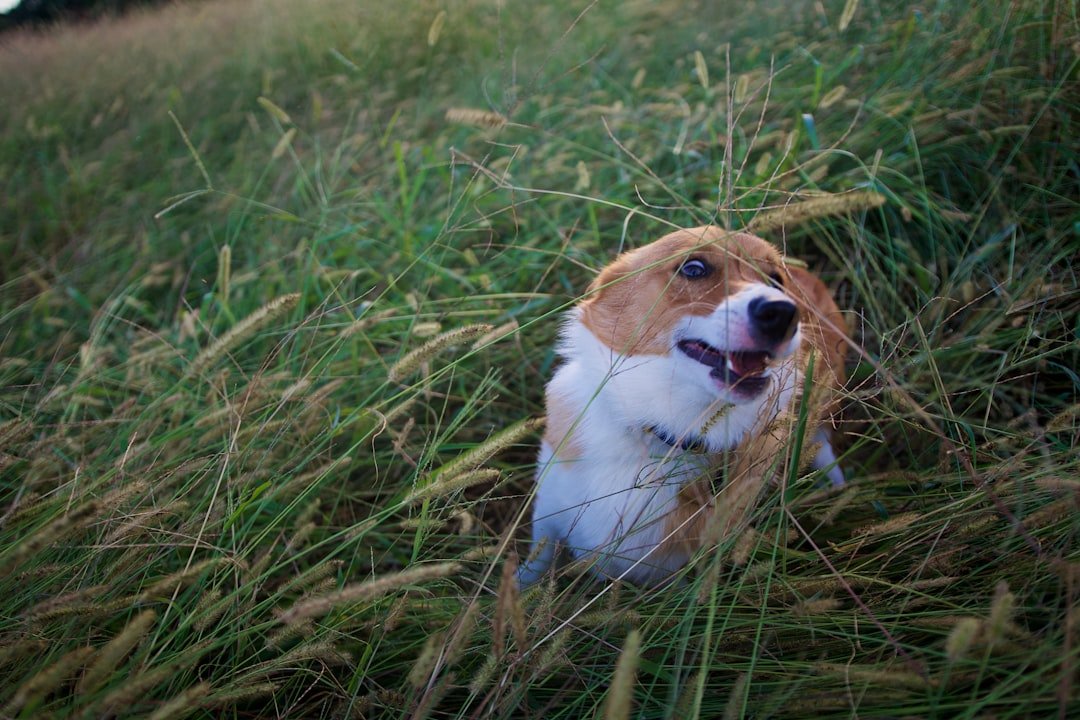 They're Basically Four-Legged Escape Artists (image credits: unsplash)