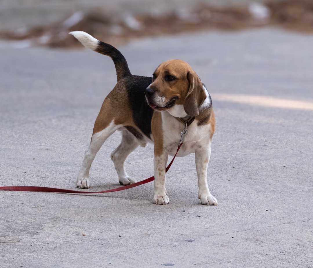 Training Them is Like Herding Cats (image credits: unsplash)