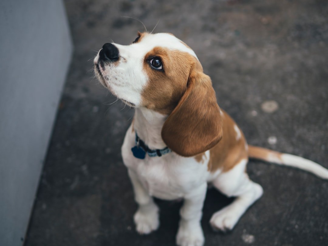 They Have Zero Impulse Control Around Food (image credits: unsplash)
