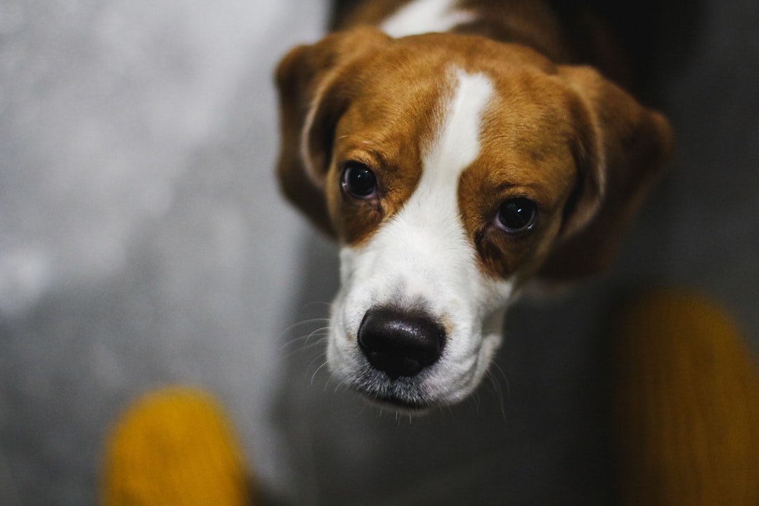 Separation Anxiety Hits Hard (image credits: unsplash)