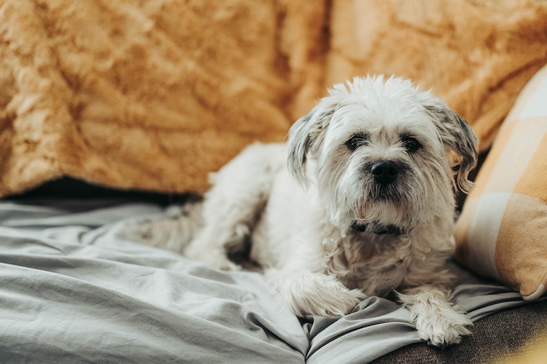 The Maltese (image credits: unsplash)
