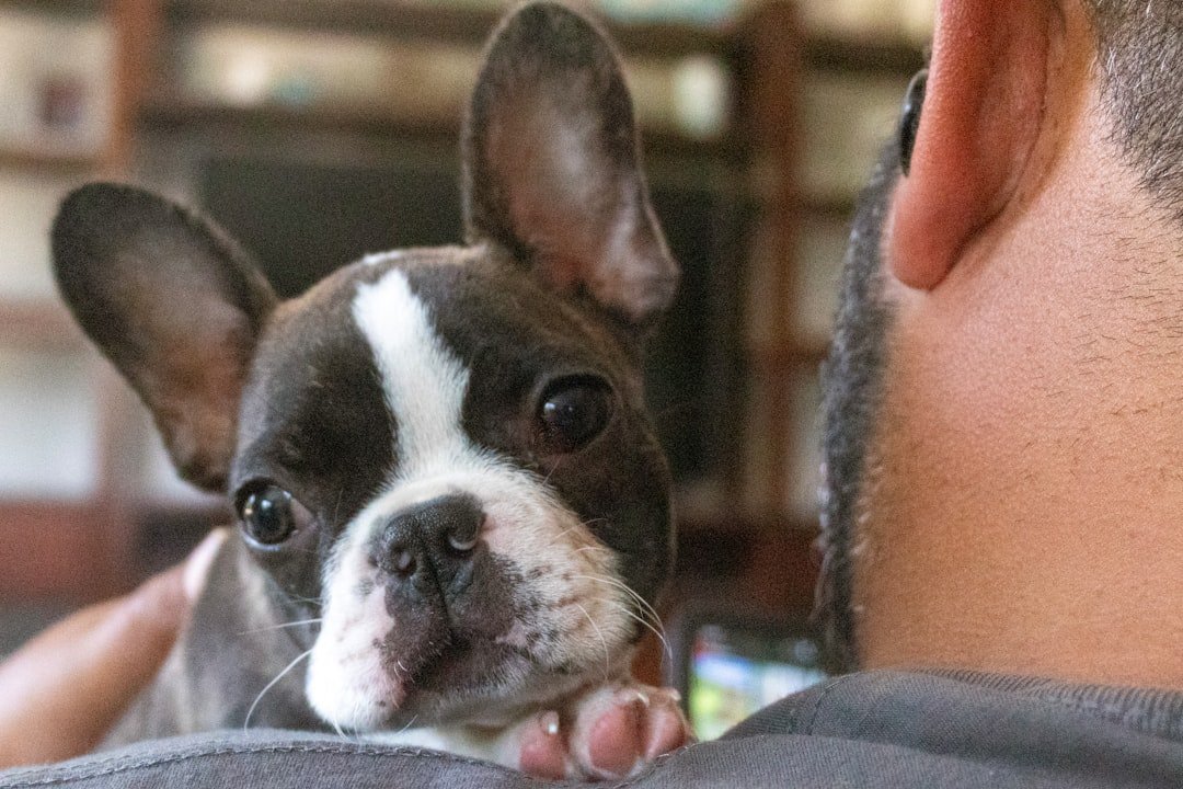 The French Bulldog (image credits: unsplash)