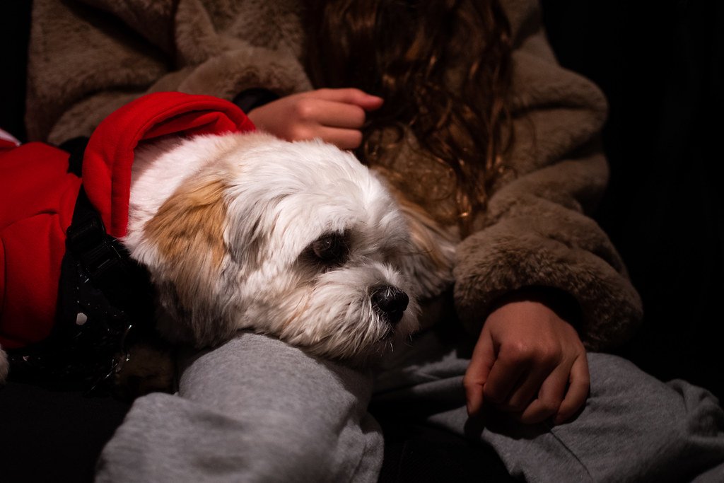 The Shih Tzu (image credits: flickr)