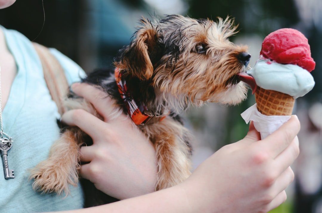 The Yorkshire Terrier (image credits: unsplash)