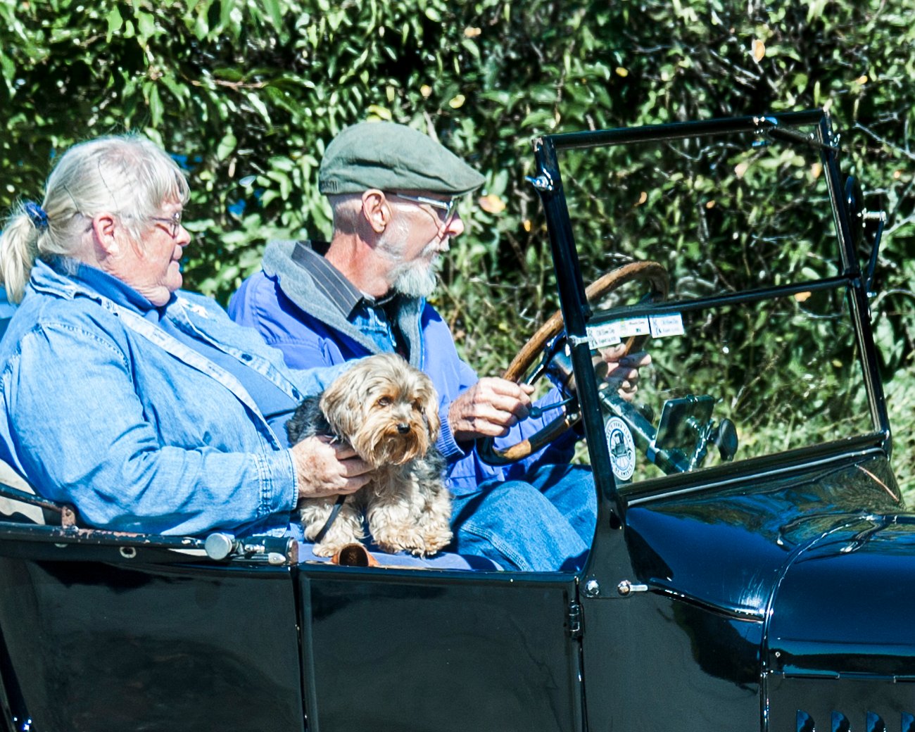 Understanding Your Lap Dog's Behavior (image credits: wikimedia)