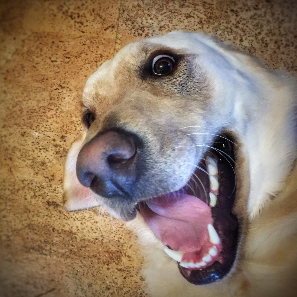 Golden Retrievers: The Eternal Puppies (image credits: flickr)