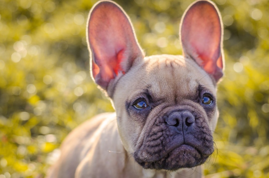 French Bulldogs: The Bat-Eared Comedians (image credits: unsplash)
