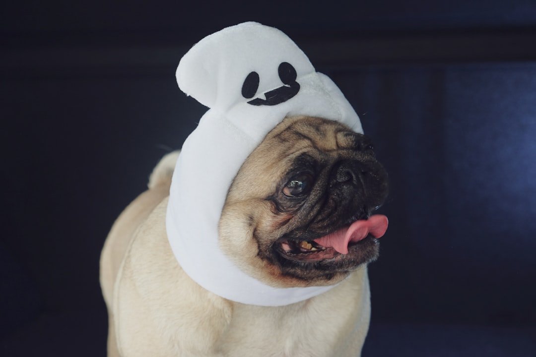 Pugs: The Wrinkled Entertainers (image credits: unsplash)