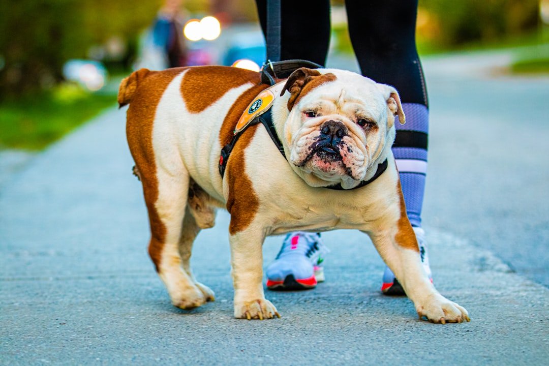 Bulldogs: The Snoring Sleepyheads (image credits: unsplash)