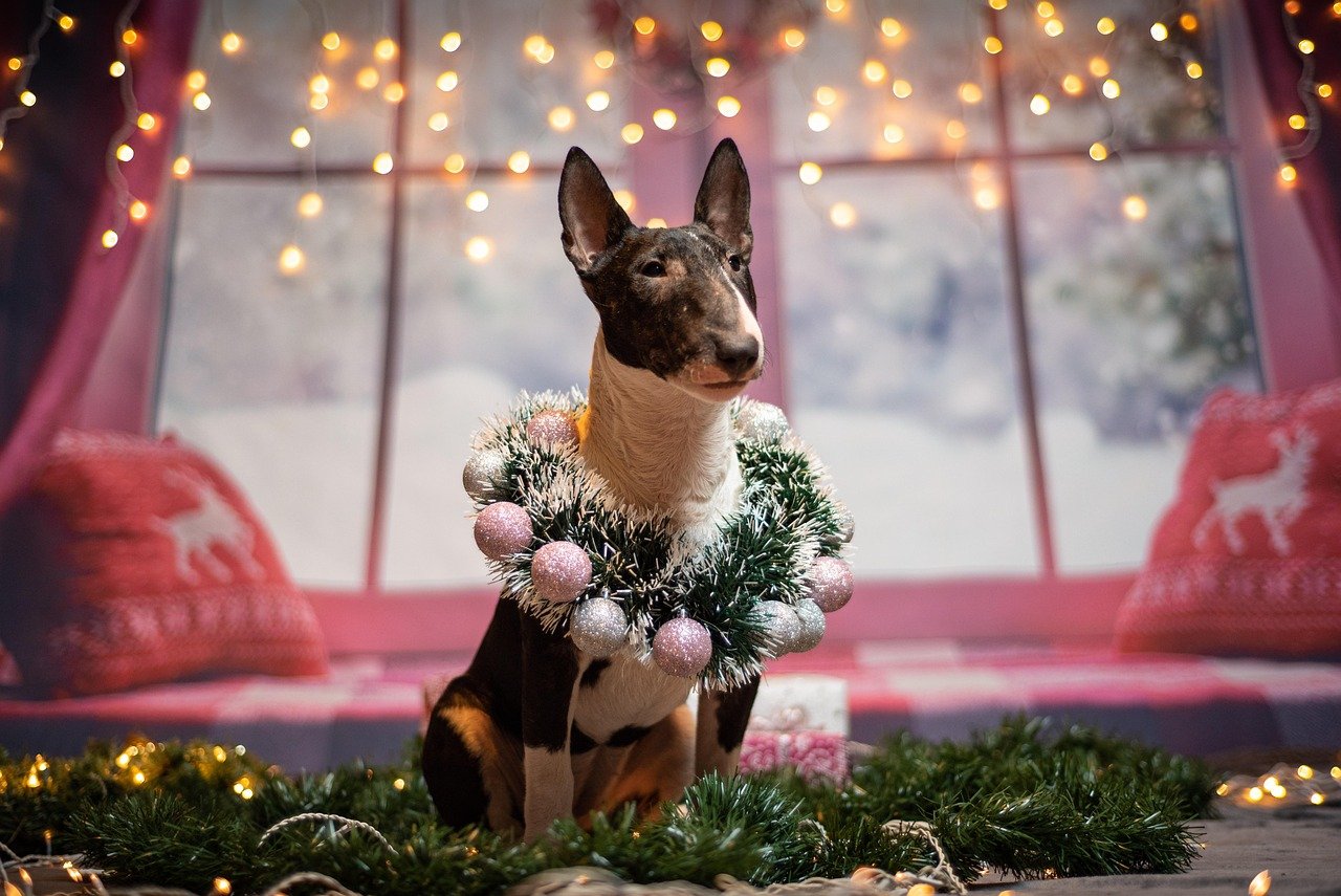 Bull Terriers: The Egg-Headed Entertainers (image credits: pixabay)